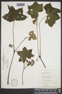 Hydrophyllum canadense image