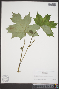 Hydrophyllum canadense image