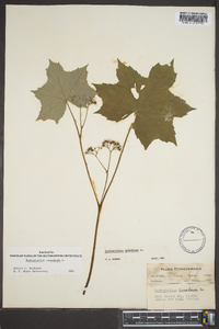 Hydrophyllum canadense image