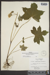 Hydrophyllum canadense image