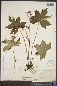 Hydrophyllum canadense image