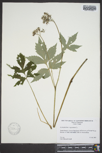 Hydrophyllum virginianum image