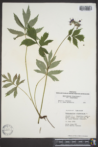 Hydrophyllum virginianum image