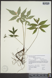 Hydrophyllum virginianum image