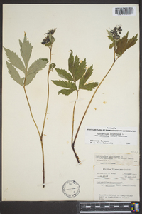 Hydrophyllum virginianum image