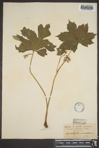 Hydrophyllum canadense image