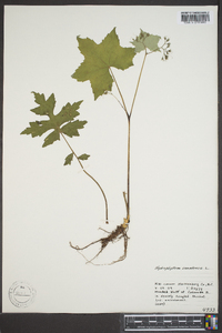 Hydrophyllum canadense image