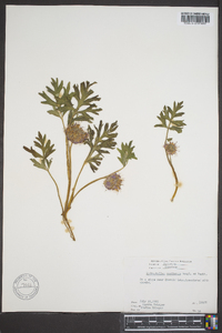 Hydrophyllum capitatum image