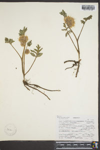 Hydrophyllum capitatum var. capitatum image