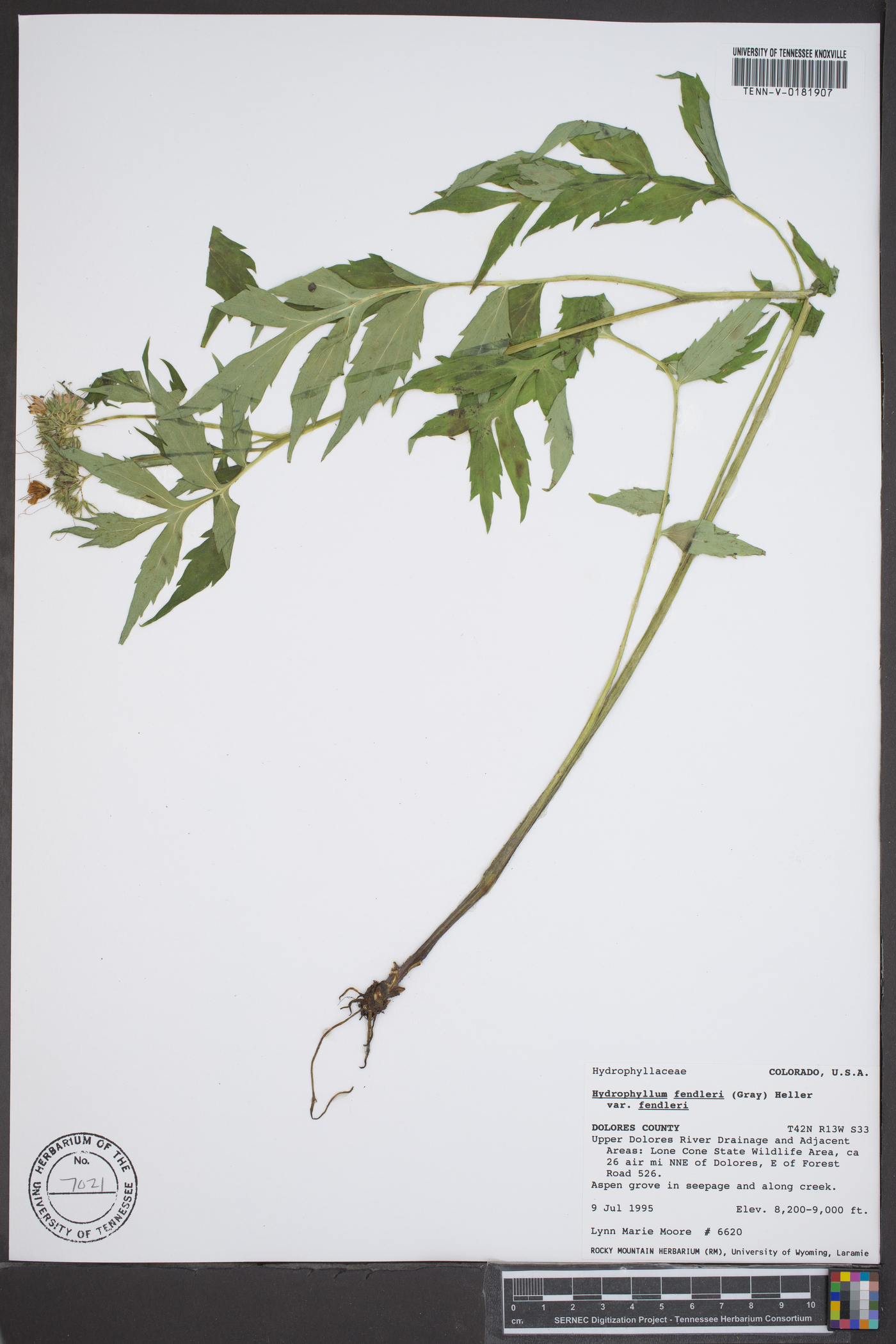 Hydrophyllum fendleri var. fendleri image