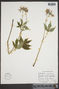 Hydrophyllum virginianum image