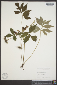 Hydrophyllum virginianum image