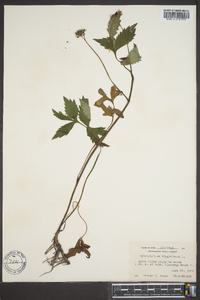 Hydrophyllum virginianum image