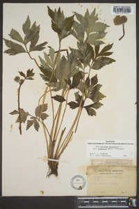 Hydrophyllum virginianum var. atranthum image