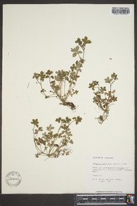 Nemophila microcalyx image