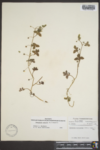 Nemophila aphylla image