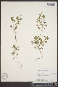 Nemophila aphylla image