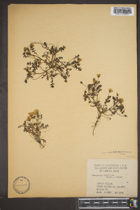 Nemophila menziesii image