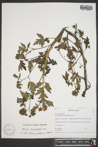 Phacelia bipinnatifida image