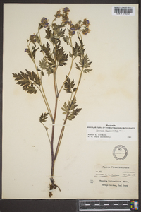 Phacelia bipinnatifida image