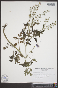 Phacelia bipinnatifida image