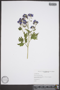 Phacelia bipinnatifida image