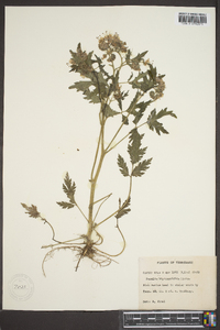 Phacelia bipinnatifida image