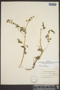 Phacelia bipinnatifida image