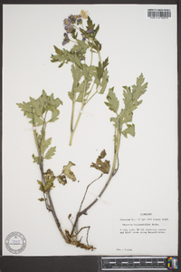 Phacelia bipinnatifida image