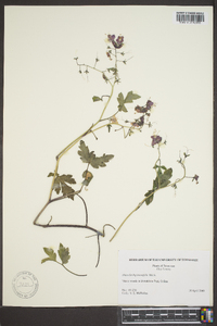 Phacelia bipinnatifida image