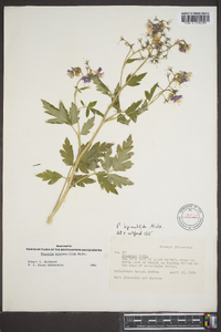 Phacelia bipinnatifida image