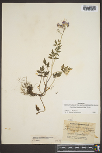 Phacelia bipinnatifida image