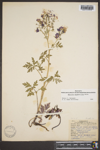 Phacelia bipinnatifida image