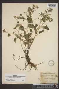 Phacelia bipinnatifida image