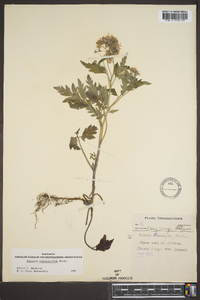 Phacelia bipinnatifida image