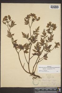 Phacelia bipinnatifida image