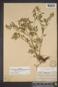 Phacelia bipinnatifida image