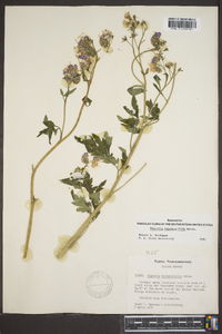 Phacelia bipinnatifida image