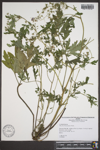 Phacelia bipinnatifida image