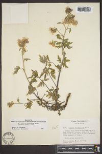 Phacelia bipinnatifida image