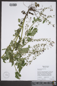 Phacelia bipinnatifida image