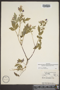 Phacelia bipinnatifida image