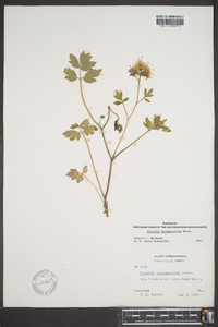 Phacelia bipinnatifida image