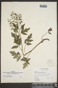 Phacelia bipinnatifida image