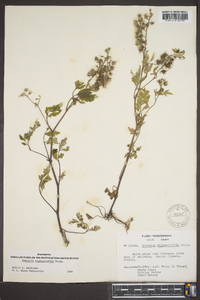 Phacelia bipinnatifida image