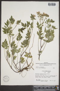 Phacelia bipinnatifida image