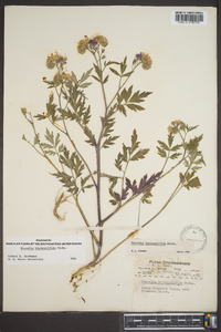 Phacelia bipinnatifida image