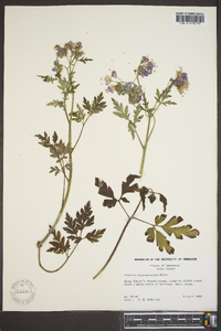 Phacelia bipinnatifida image