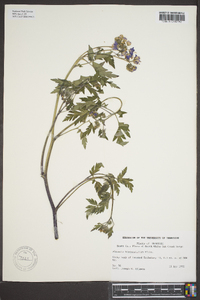 Phacelia bipinnatifida image