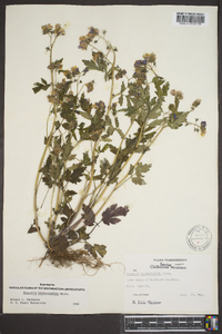 Phacelia bipinnatifida image